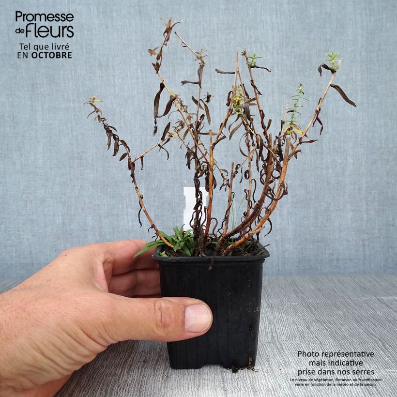 Aster ericoides 8/9 cm pot sample as delivered in autumn