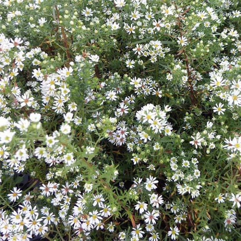 Aster ericoides Schneetanne (Flowering)