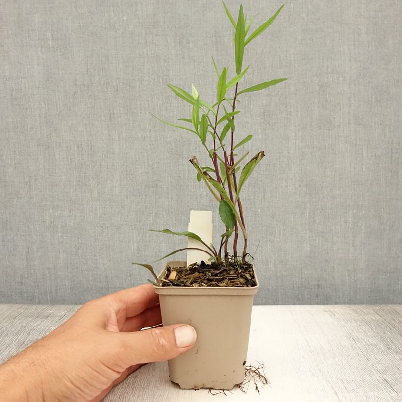 Aster hybrida Vasterival 8/9 cm pot sample as delivered in summer
