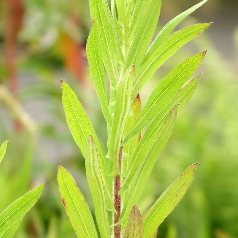 Aster novae-angliae Guido en Gezelle (Foliage)