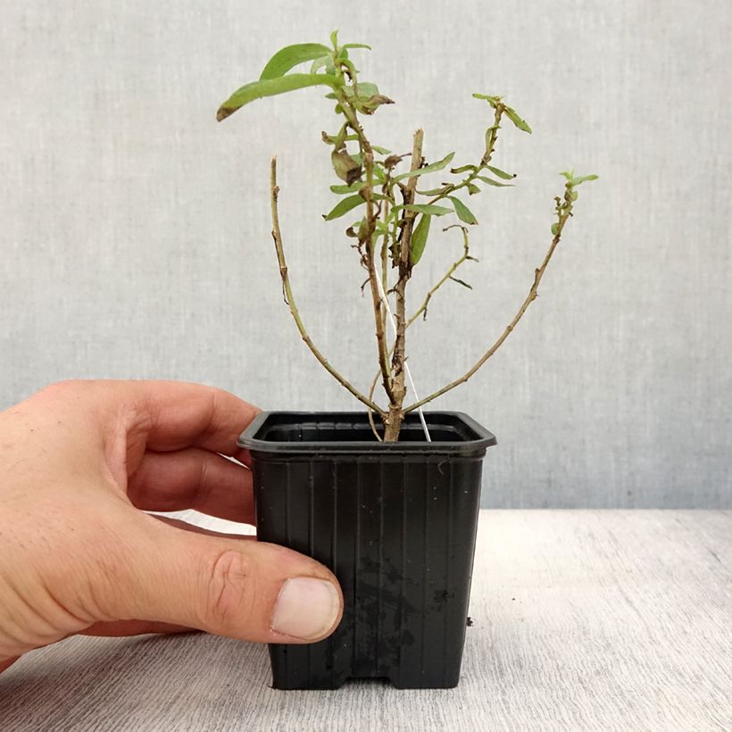 Aster novae-angliae Rosa Sieger 7/8 cm pot sample as delivered in autumn