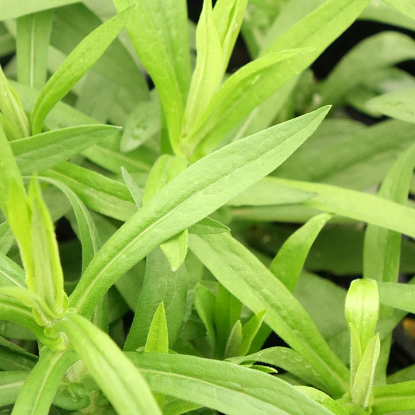 Aster novae-angliae Rosa Sieger (Foliage)