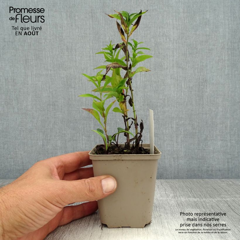 Aster novi-belgii Eventide 7/8 cm pot sample as delivered in summer