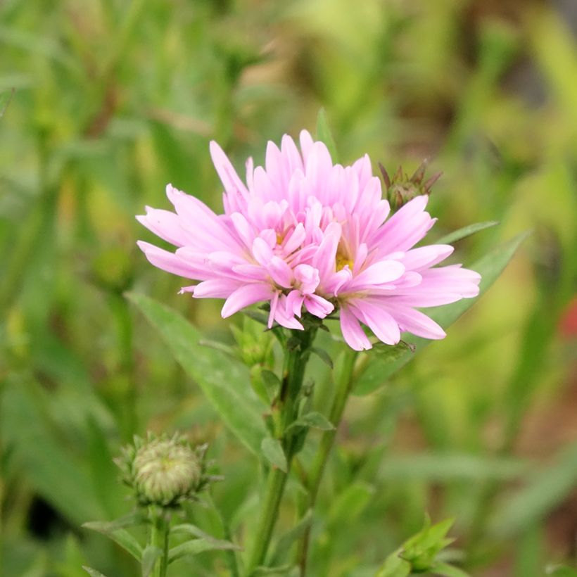 Aster novi-belgii Fellowship (Flowering)