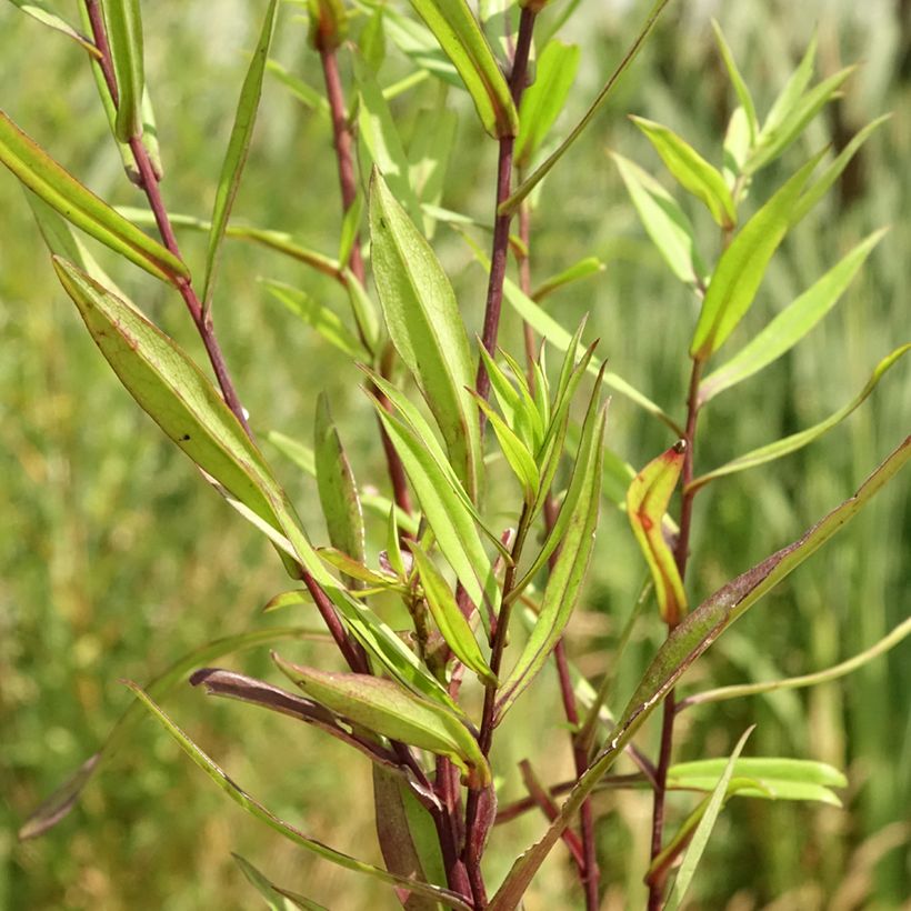 Aster novi-belgii Karmin Kuppel (Foliage)