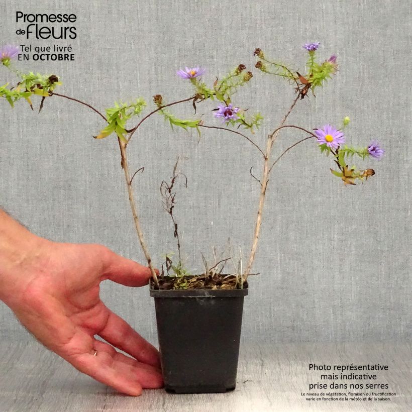 Aster oblongifolius October Skies 8/9 cm pot sample as delivered in autumn