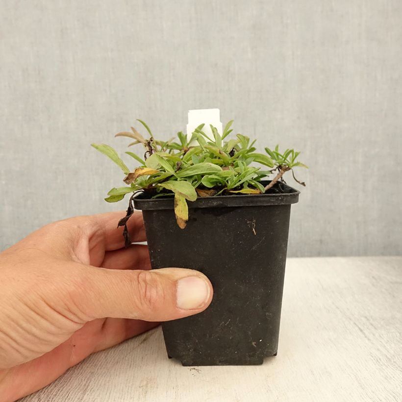 Aster sibiricus - Aster d'été Godet de 9cm sample as delivered in summer