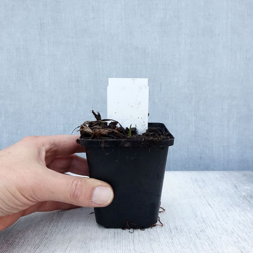 Aster tataricus Jindai 8/9 cm pot sample as delivered in autumn
