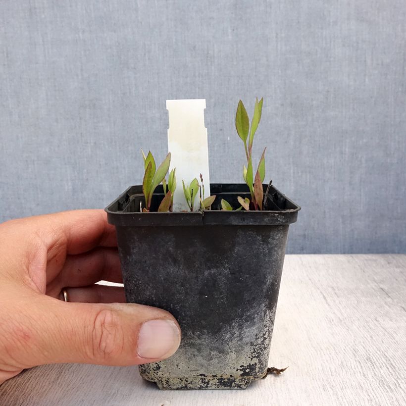 Aster tradescantii 8/9 cm pot sample as delivered in summer