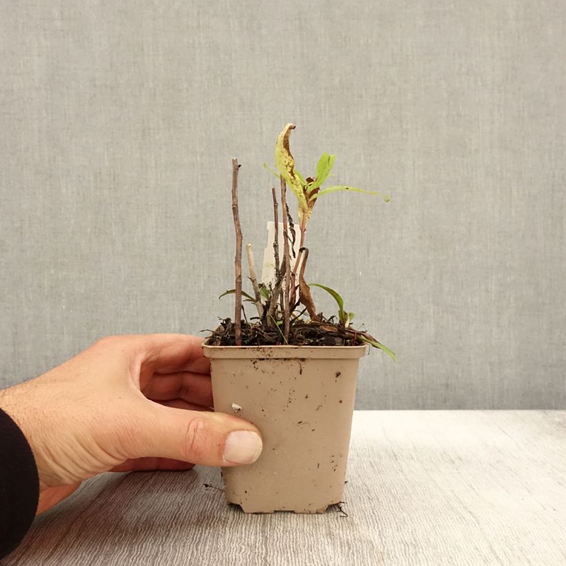 Aster versicolor Altweibersommer 8/9 cm pot sample as delivered in autumn