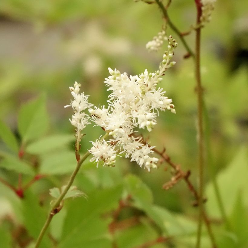 Astilbe arendsii Diamant (Flowering)