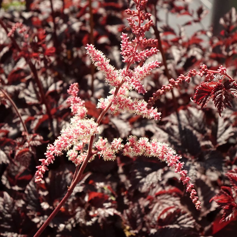 Astilbe 'Chocolate Shogun' (Flowering)