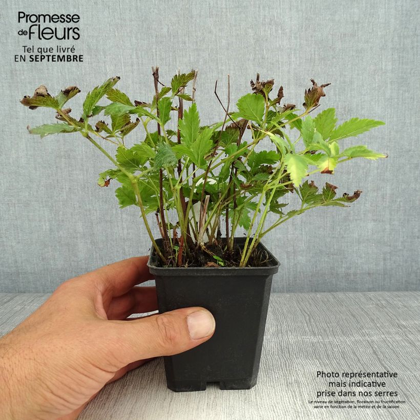 Astilbe japonica 'Red Sentinel' 8/9 cm pot sample as delivered in summer