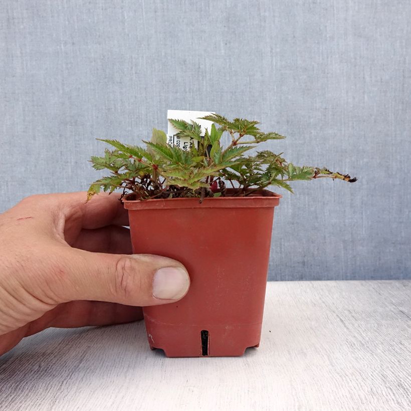 Astilbe Pink Lightning 8/9 cm pot sample as delivered in summer