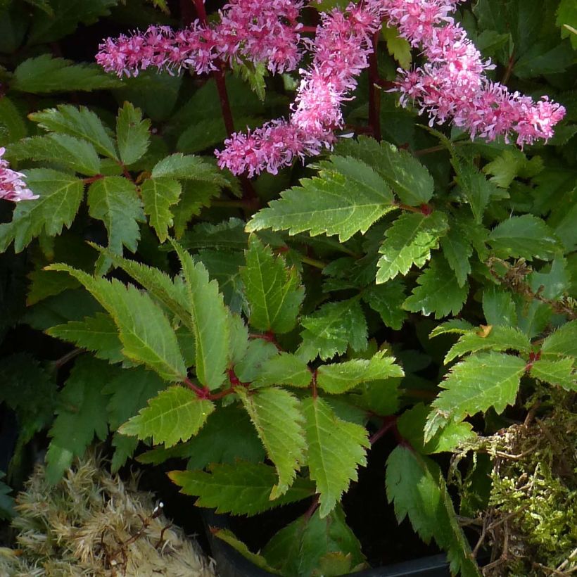 Astilbe Younique Ruby Red - False Spirea (Foliage)