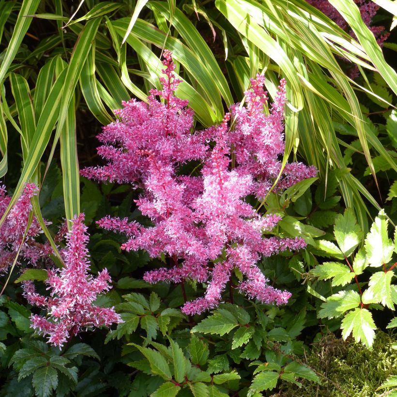 Astilbe Younique Ruby Red - False Spirea (Flowering)