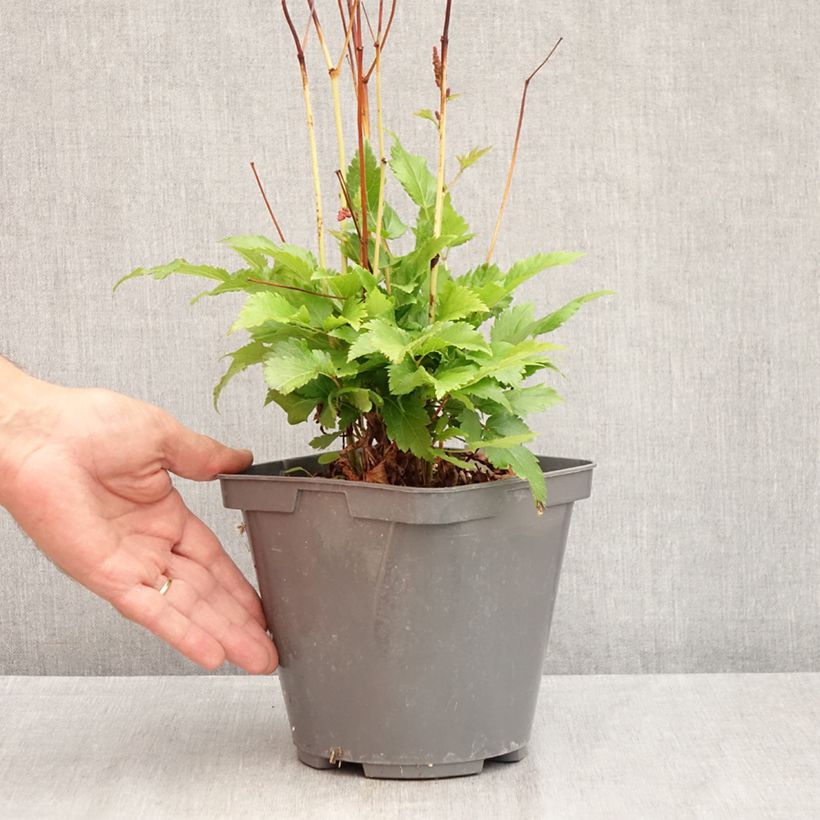 Astilbe Younique Ruby Red - False Spirea 2L/3L pot sample as delivered in summer