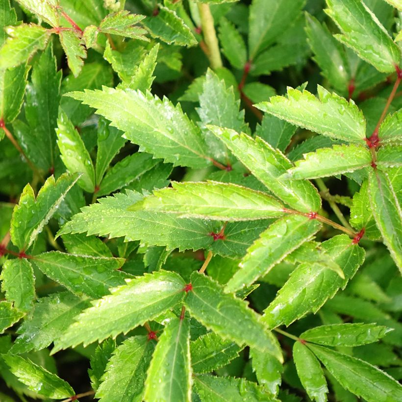 Astilbe Younique Silvery Pink - False Spirea (Foliage)