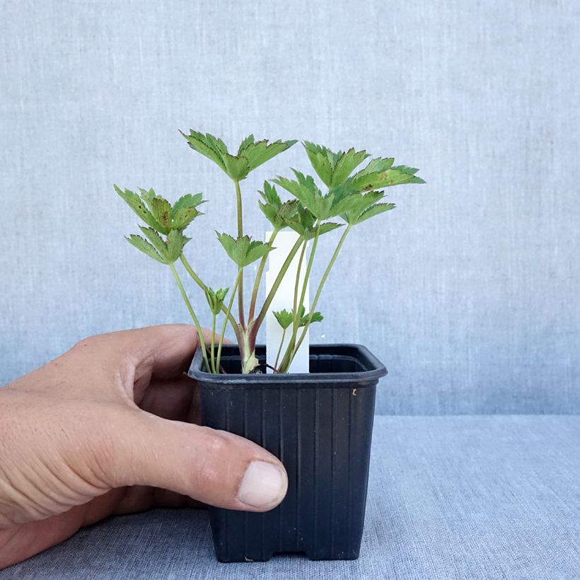 Astrantia major Claret - Great Masterwort 8/9 cm pot sample as delivered in summer