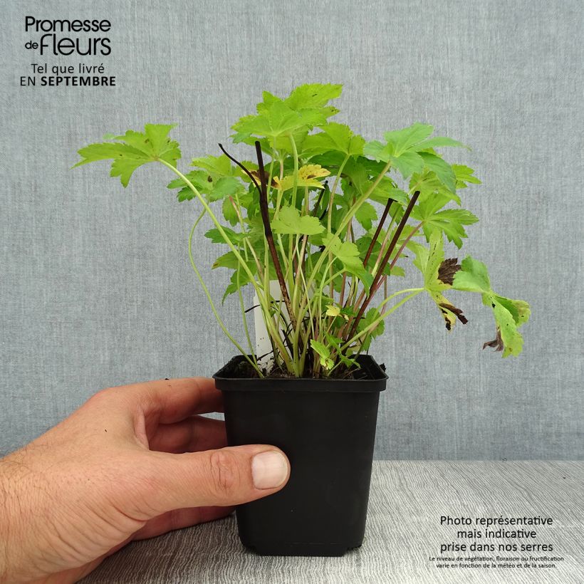 Astrantia major Florence - Great Masterwort 8/9 cm pot sample as delivered in summer