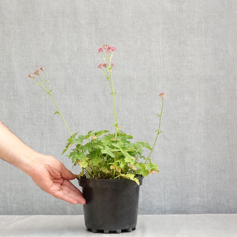 Astrantia major 'Roma' 2L/3L pot sample as delivered in summer