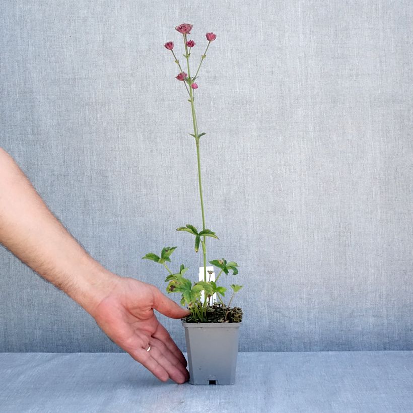 Astrantia major Ruby Cloud - Masterwort 8/9 cm pot sample as delivered in summer