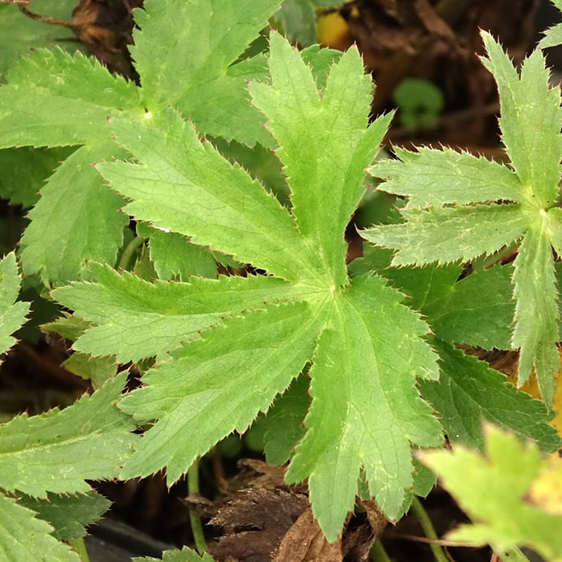 Astrantia major Star of Love - Masterwort (Foliage)