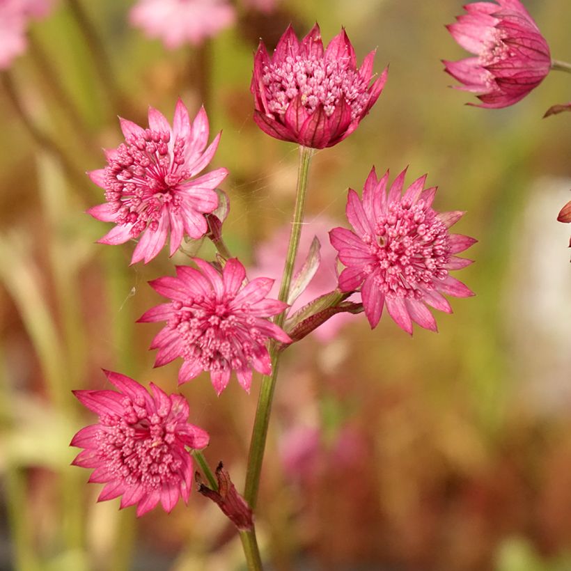 Astrantia major Cerise Button - Masterwort (Flowering)