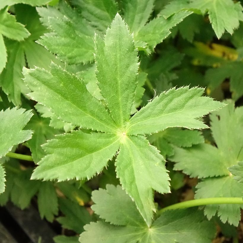 Astrantia major - Masterwort (Foliage)