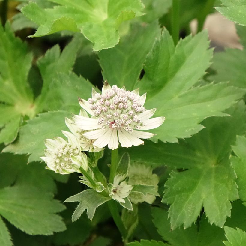 Astrantia major - Masterwort (Flowering)