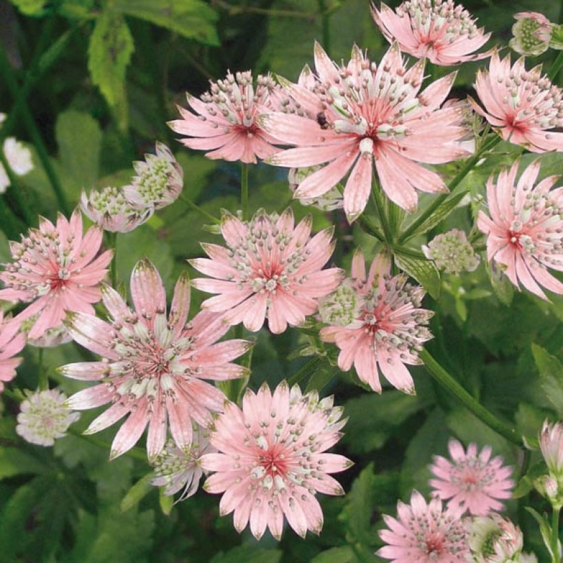 Astrantia major Rosea - Masterwort (Flowering)