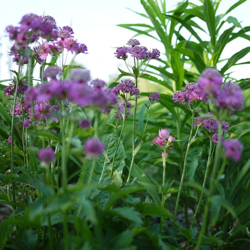 Astrantia major Ruby Cloud - Masterwort (Flowering)