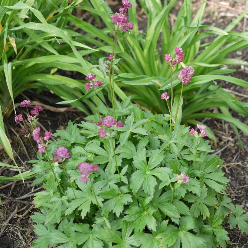 Astrantia major Ruby Cloud - Masterwort (Plant habit)