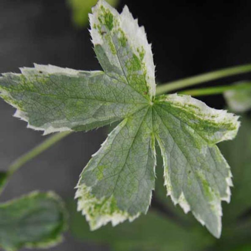 Astrantia major Sunningdale Variegated - Masterwort (Foliage)
