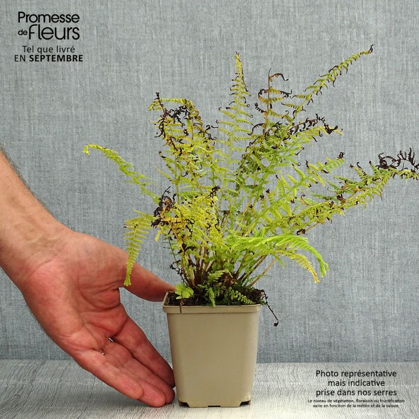 Athyrium filix-femina Victoriae - Lady Fern 8/9 cm pot sample as delivered in summer