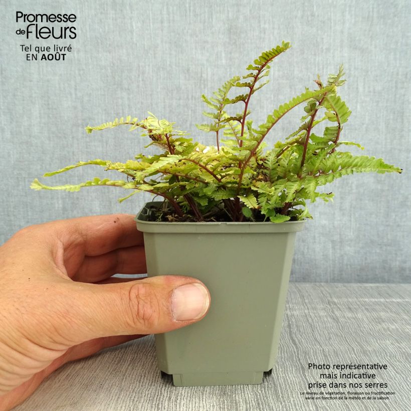 Athyrium niponicum Crested Surf - Painted Fern 8/9 cm pot sample as delivered in summer