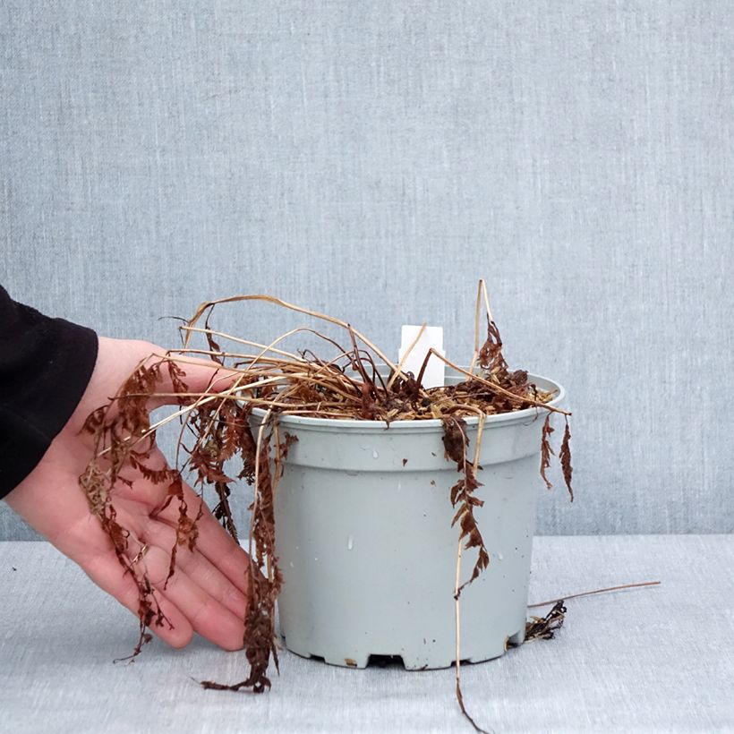 Athyrium niponicum var. pictum - Painted Fern 2L/3L pot sample as delivered in winter