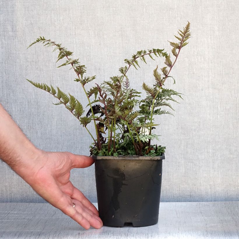 Athyrium niponicum var. pictum Metallicum - Painted Fern 2L/3L pot sample as delivered in summer