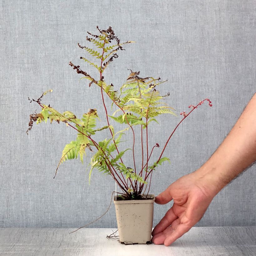 Athyrium otophorum var. okanum - Fougère femelle du Japon Godet de 9cm sample as delivered in summer