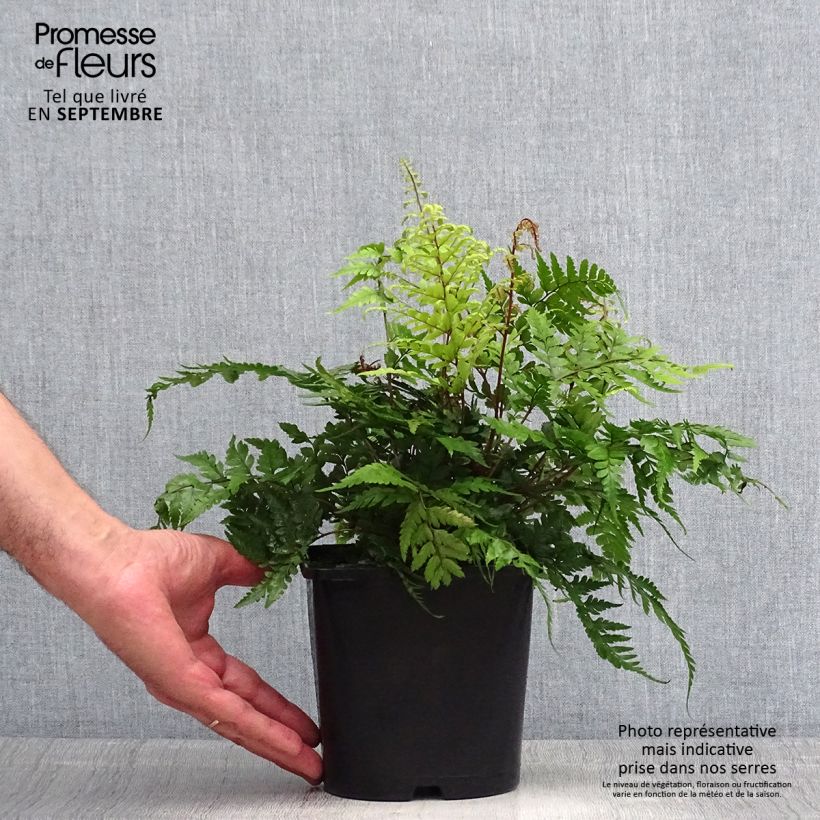 Athyrium otophorum var. okanum - Eared Lady Fern 2L/3L pot sample as delivered in summer
