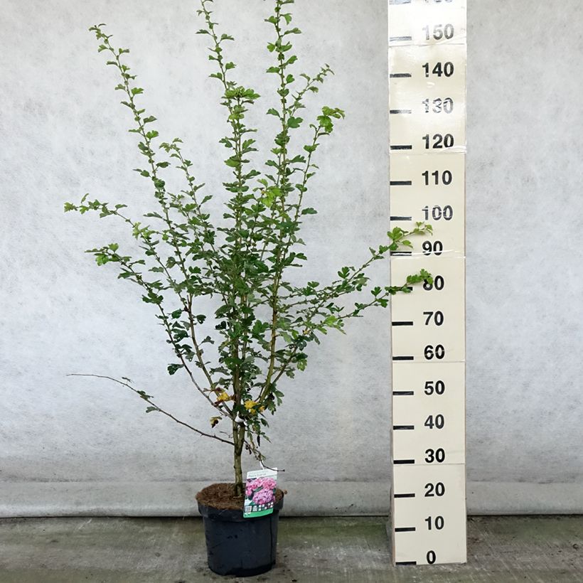 Crataegus laevigata Pauls Scarlet - Hawthorn 7.5L/10L pot sample as delivered in summer