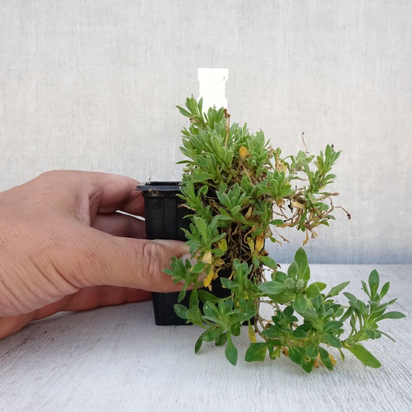 Aubrieta gracilis Rose-Red 8/9 cm pot sample as delivered in summer