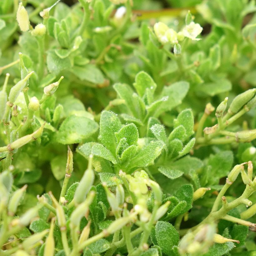 Aubrieta gracilis Kitte White (Foliage)