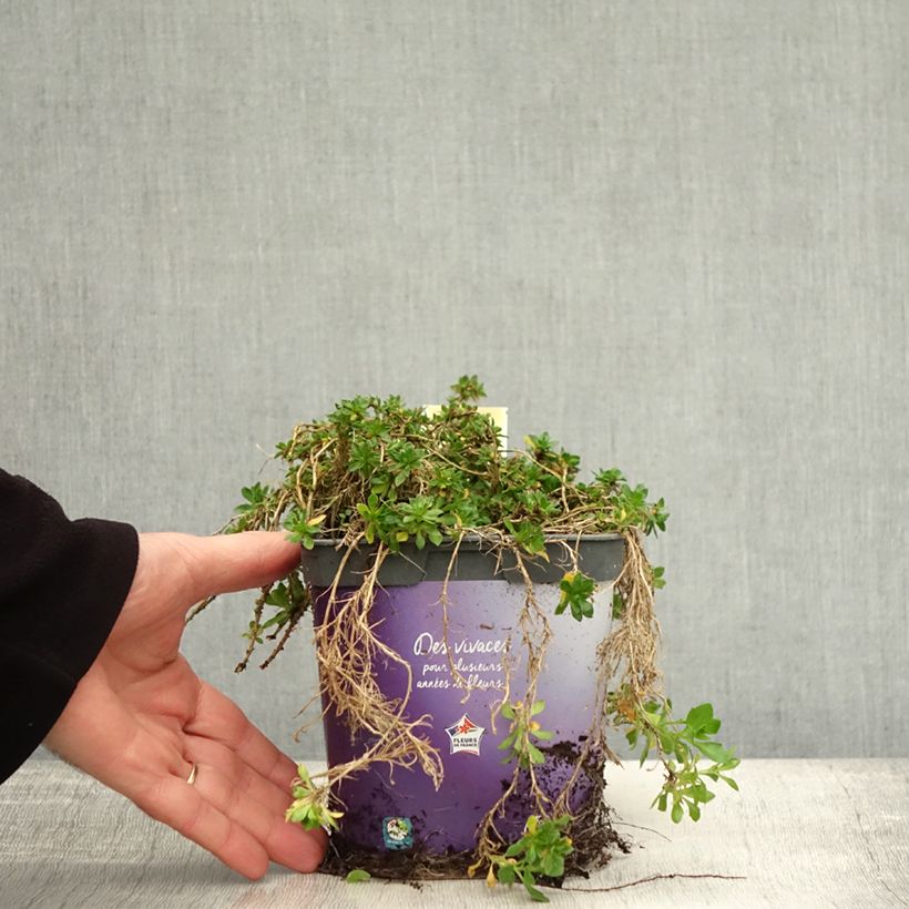 Aubrieta gracilis Kitte Blue 2L/3L pot sample as delivered in autumn