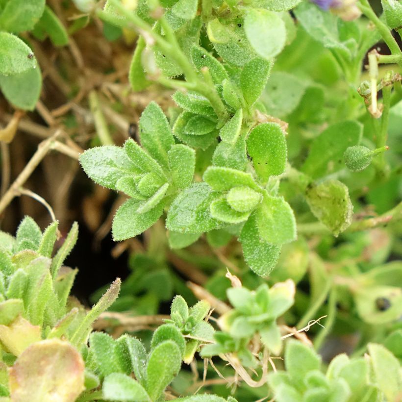 Aubrieta gracilis Kitte Blue (Foliage)