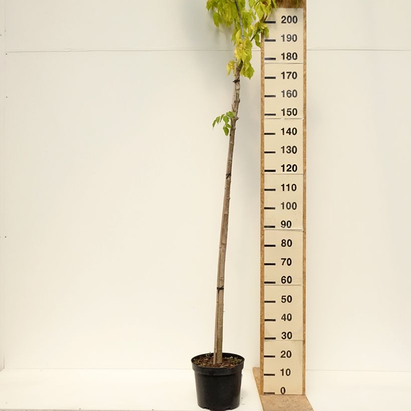 Alnus incana Monstrosa - Grey Alder 7.5L/10L potShipped height around 310/+cm sample as delivered in spring