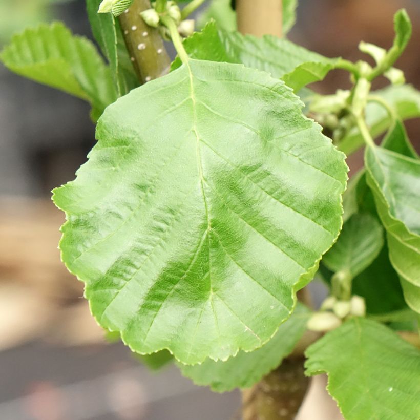Alnus glutinosa Greenwood - Black alder (Foliage)