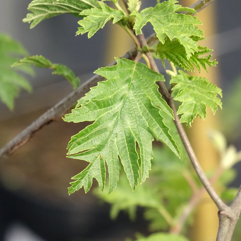 Alnus glutinosa Laciniata - Black Alder (Foliage)