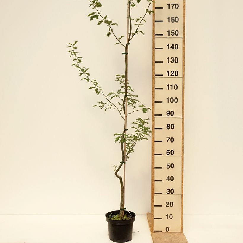 Alnus glutinosa Laciniata - Black Alder 4L/5L potShipped height around 100/120cm sample as delivered in spring