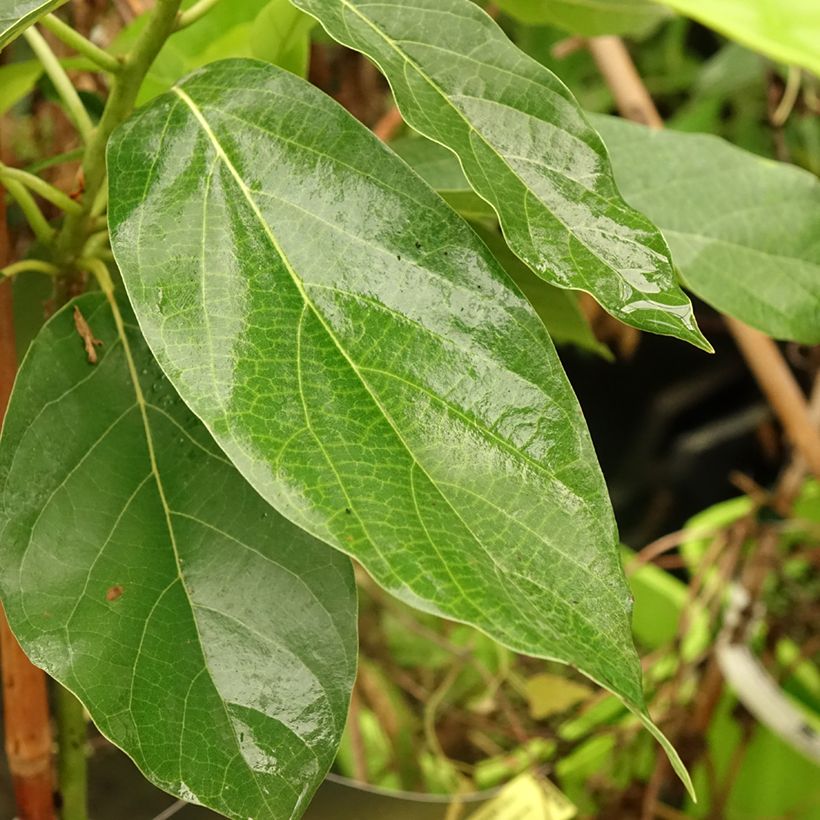 Avocado Tree Bacon - Persea americana  (Foliage)